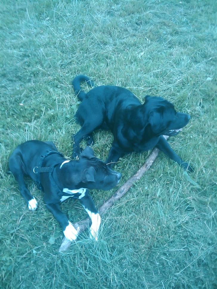 Amerikansk staffordshire terrier Chicco - Chicco og Chico billede 4