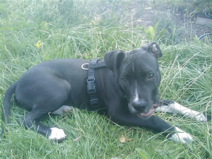 Amerikansk staffordshire terrier Chicco billede 5