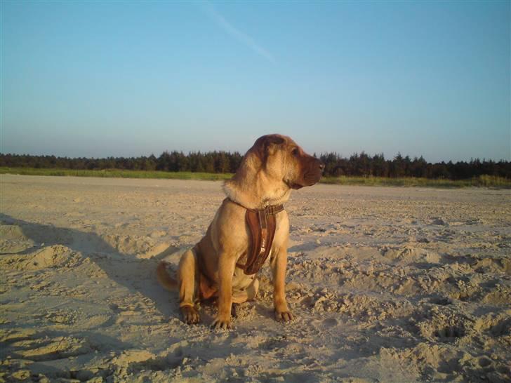 Shar pei Thilde - Ahh ... en dejlig varm sommeraften ved Hirtshals. billede 1