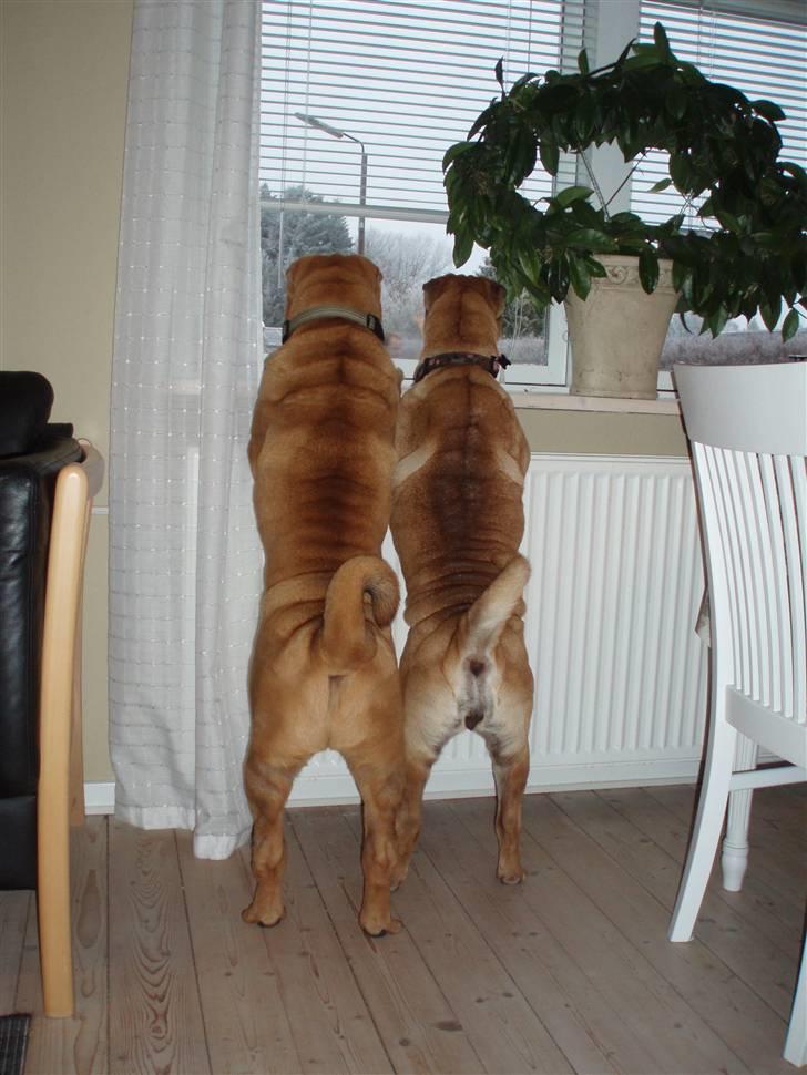 Shar pei Thilde - Mon det er far der kommer hjem?? billede 4