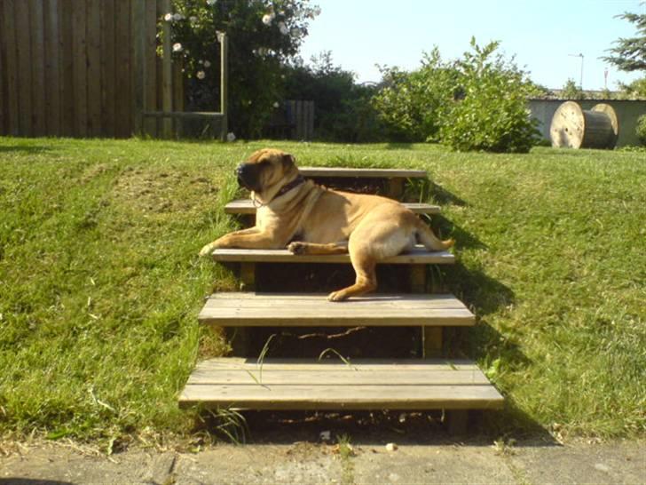 Shar pei Thilde - Dejligt at ligge og slikke sol på de lune trætrin.  billede 6