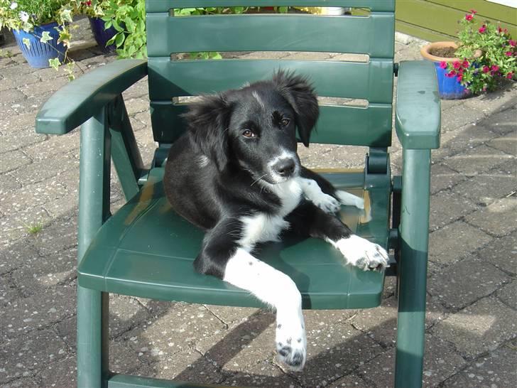 Blanding af racer Nuga - Jeg bliver jo mishandlet. INGEN HYNDE!!!! billede 13