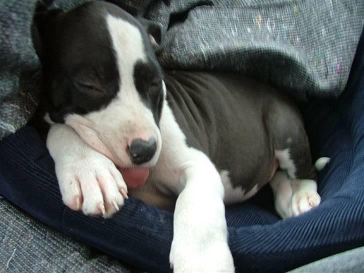 Amerikansk staffordshire terrier Lucca - På vej hjem fra Hjørring billede 1