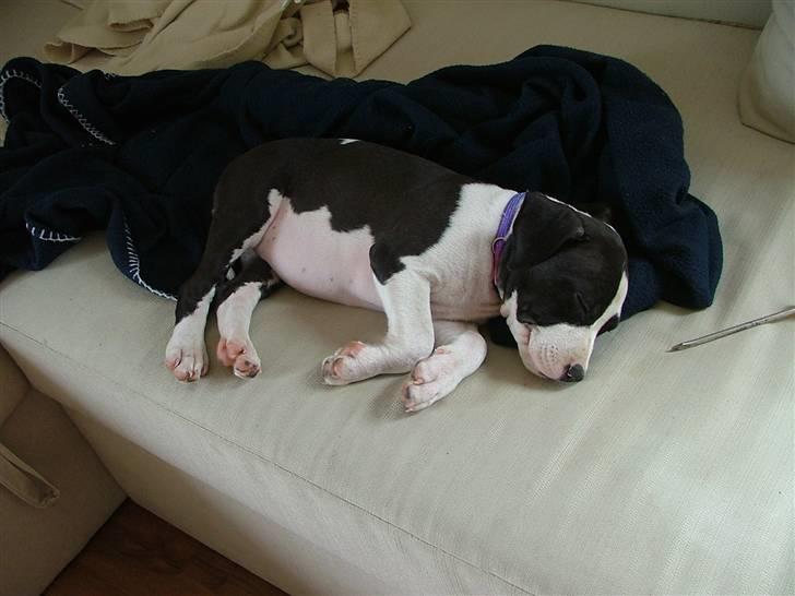 Amerikansk staffordshire terrier Lucca - Så sover vi lige igen billede 2