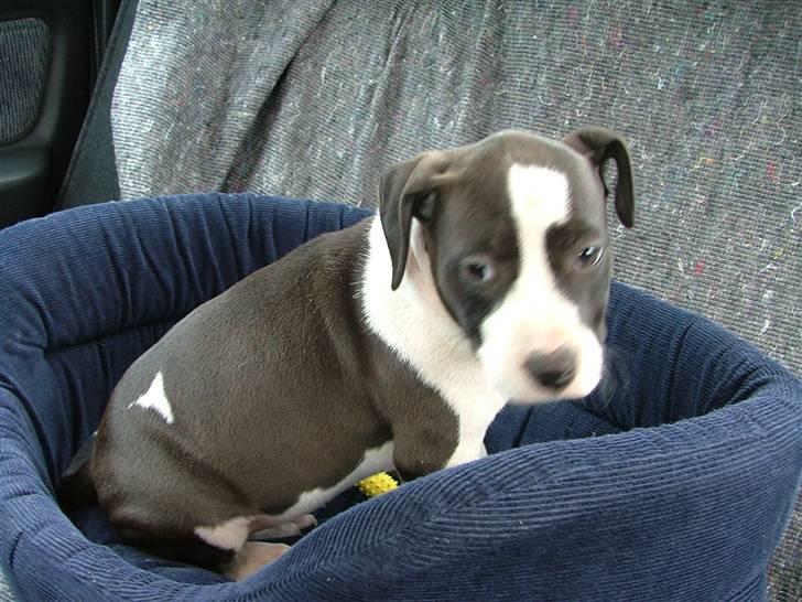 Amerikansk staffordshire terrier Lucca - Det er farligt at køre i bil billede 3