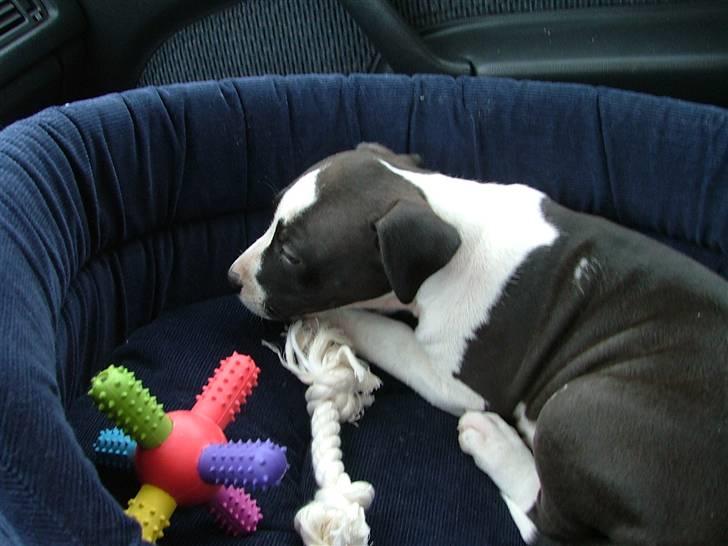 Amerikansk staffordshire terrier Lucca billede 4