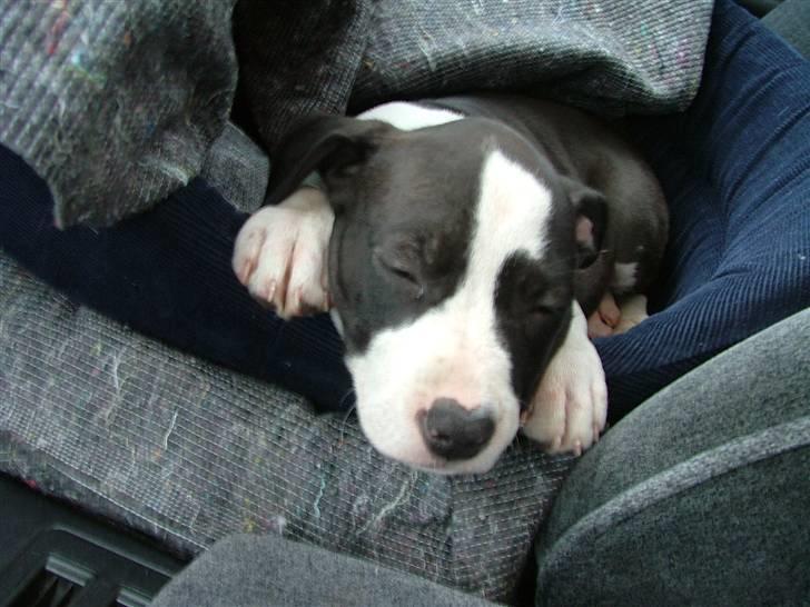 Amerikansk staffordshire terrier Lucca - Sove kan man jo altid billede 5