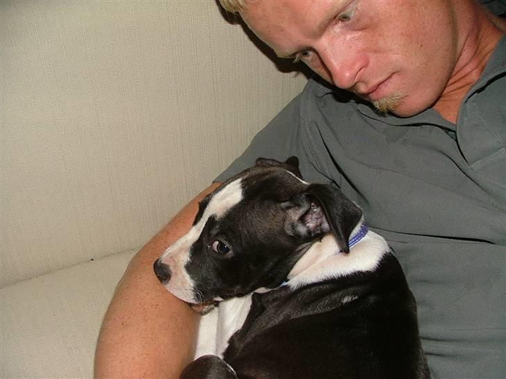 Amerikansk staffordshire terrier Lucca billede 6