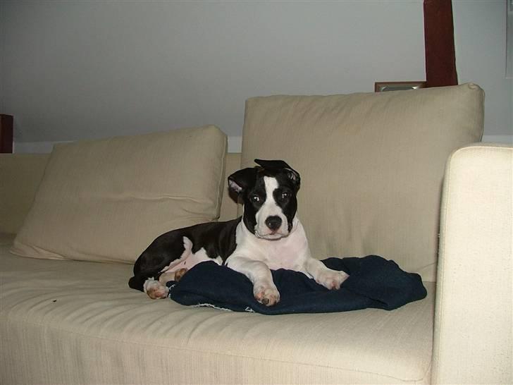 Amerikansk staffordshire terrier Lucca - Jeg bestemmer over sofaen! billede 7