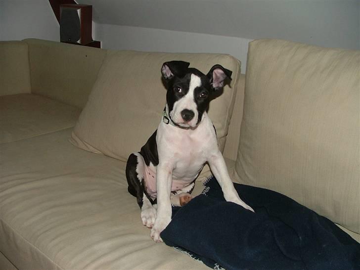 Amerikansk staffordshire terrier Lucca - Jeg er farlig :) billede 8