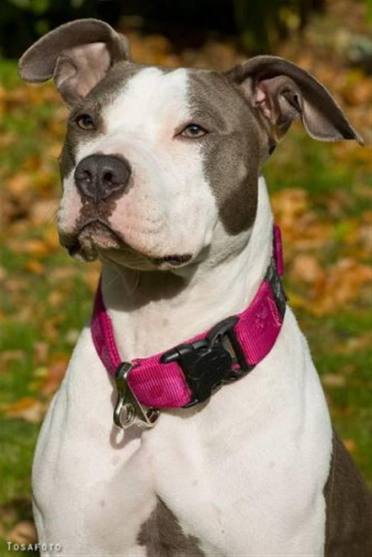 Amerikansk staffordshire terrier Lucca - Lucca´s mor billede 9