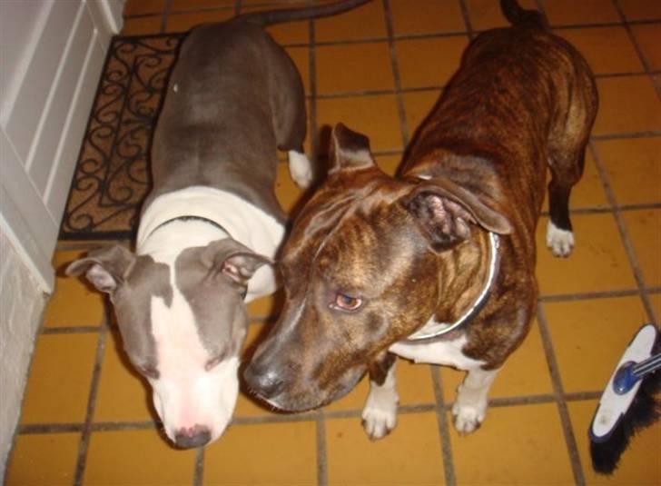 Amerikansk staffordshire terrier Lucca - Lucca´s mor og far billede 10