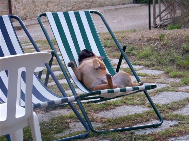 Fransk bulldog Oscar  - Solbadning billede 16