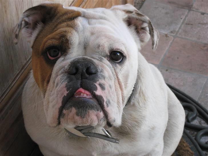 Engelsk bulldog Olga billede 1