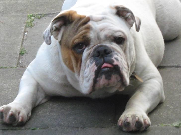 Engelsk bulldog Olga billede 2