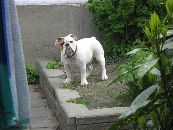 Engelsk bulldog Olga billede 3