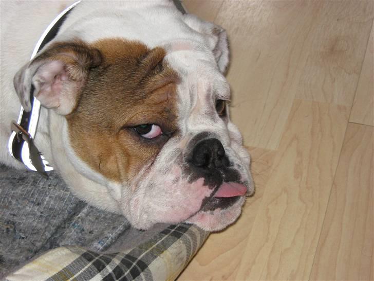 Engelsk bulldog Olga billede 4