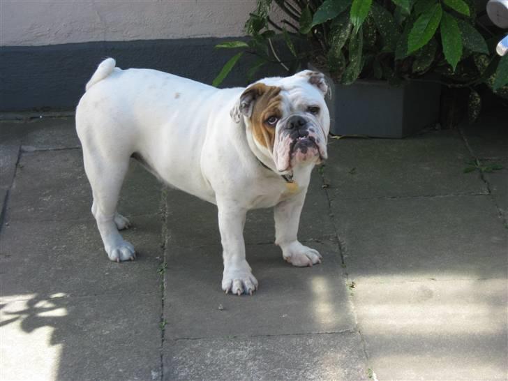 Engelsk bulldog Olga billede 5