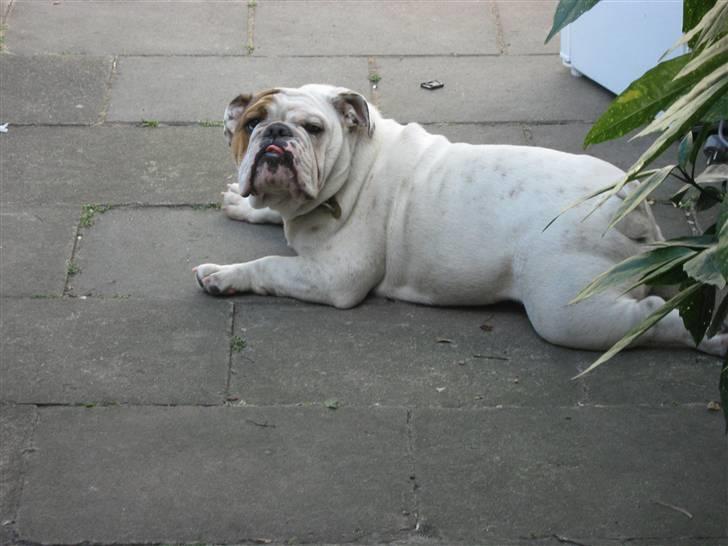 Engelsk bulldog Olga billede 6