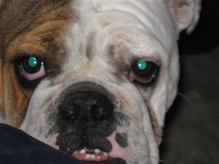 Engelsk bulldog Olga billede 7