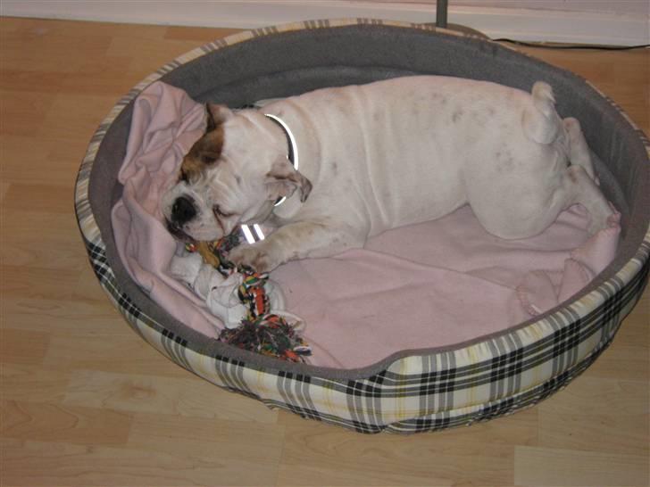 Engelsk bulldog Olga billede 8