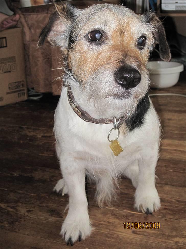 Jack russell terrier Hugo R.I.P billede 6
