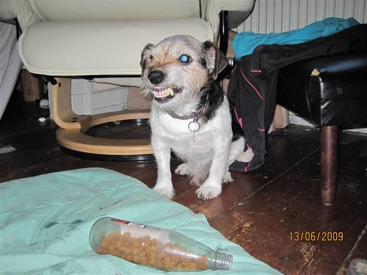 Jack russell terrier Hugo R.I.P billede 7