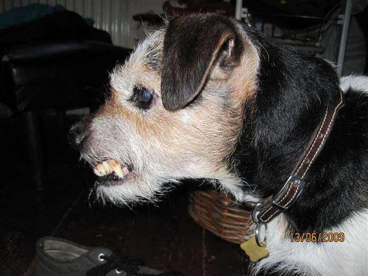 Jack russell terrier Hugo R.I.P billede 8
