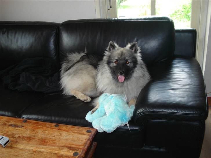 Keeshond Keesho´s Ekko billede 1