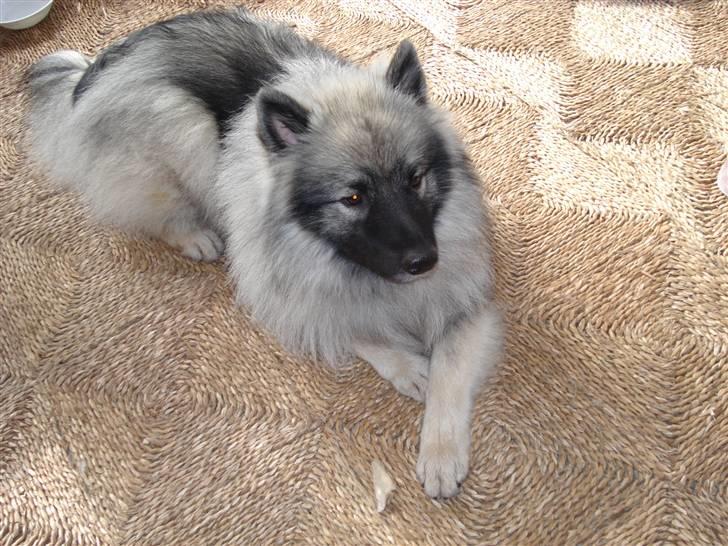 Keeshond Keesho´s Ekko billede 2