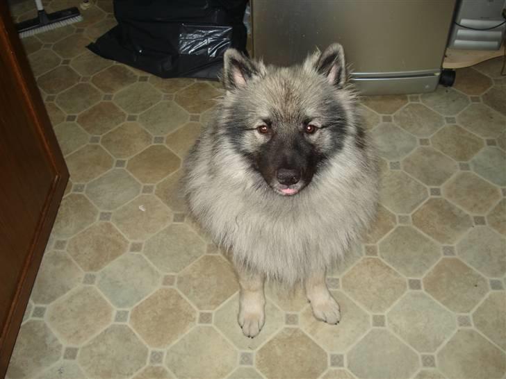 Keeshond Keesho´s Ekko billede 3