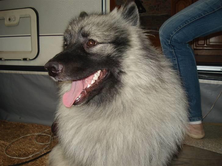Keeshond Keesho´s Ekko billede 4