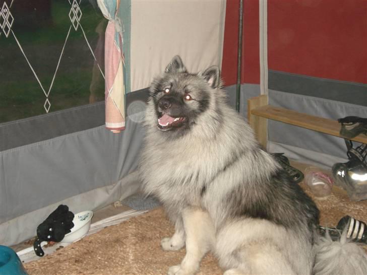 Keeshond Keesho´s Ekko billede 5