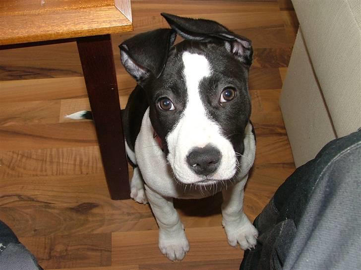 Amerikansk staffordshire terrier Lucca - Godbid tak :) billede 11