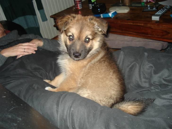 Islandsk fårehund Hayley billede 1