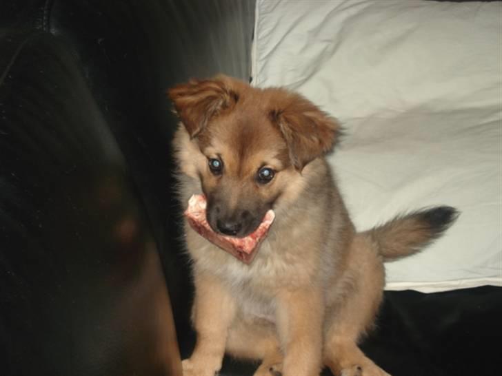 Islandsk fårehund Hayley billede 2