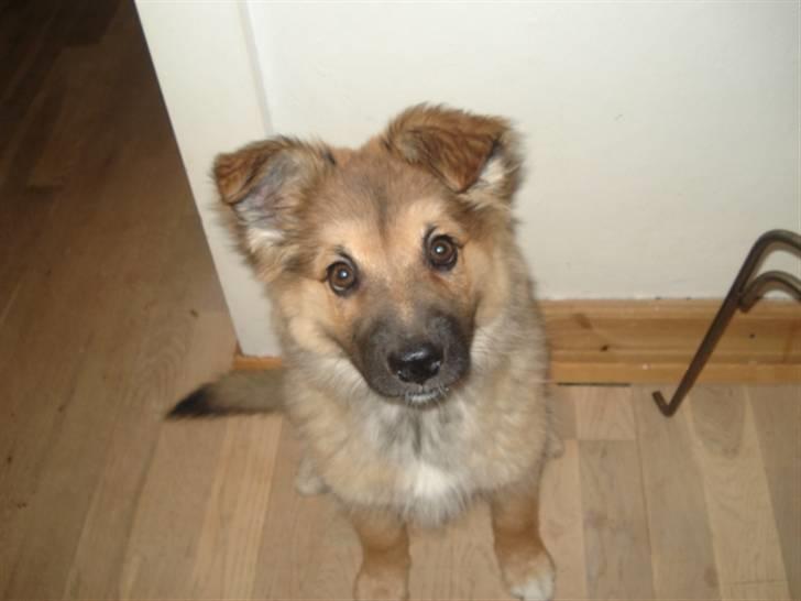 Islandsk fårehund Hayley billede 3