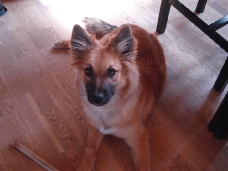 Islandsk fårehund Hayley billede 4