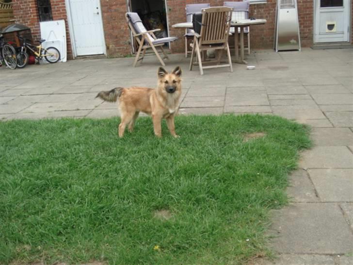 Islandsk fårehund Hayley billede 5