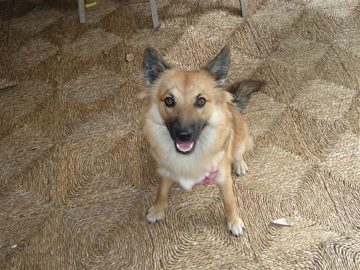 Islandsk fårehund Hayley billede 6