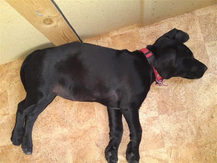 Blanding af racer BESSI  - tæven som er til salg billede 13