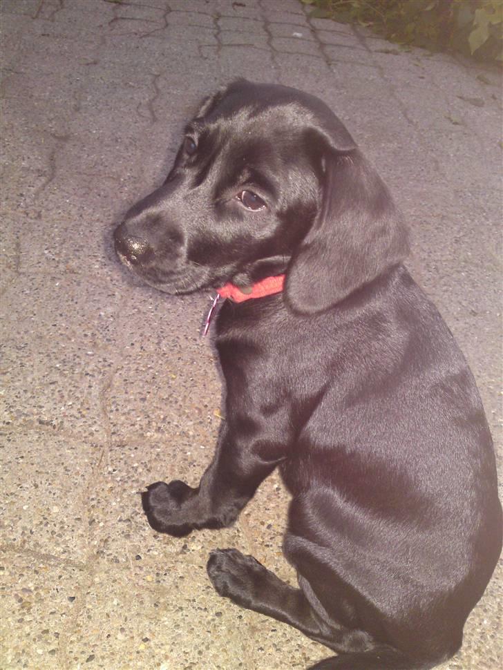 Blanding af racer BESSI  - siv tæven til salg billede 14