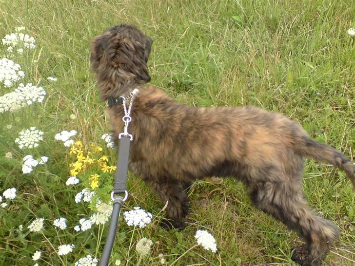 Afghansk mynde Jackson - på tur billede 2