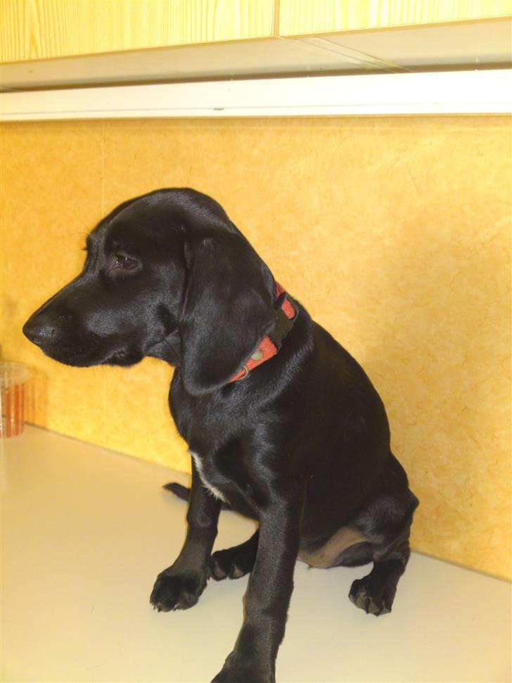 Blanding af racer BESSI  billede 15