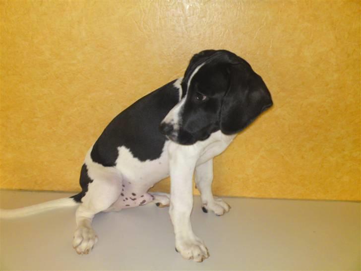 Blanding af racer BESSI  - finn som er til sal billede 16