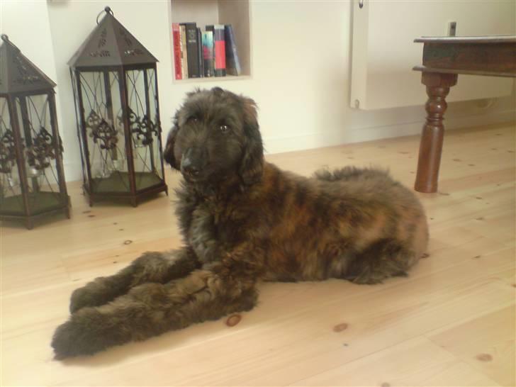 Afghansk mynde Jackson - langbenet! billede 3