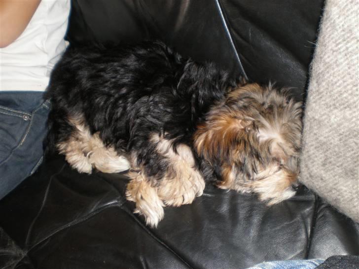 Yorkshire terrier Silke - Min første lur hos min nye familie. billede 1