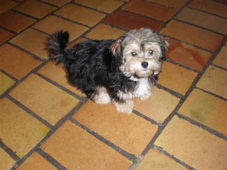 Yorkshire terrier Silke - Jeg skal nok prøve at sidde stille et par sekunder. billede 2