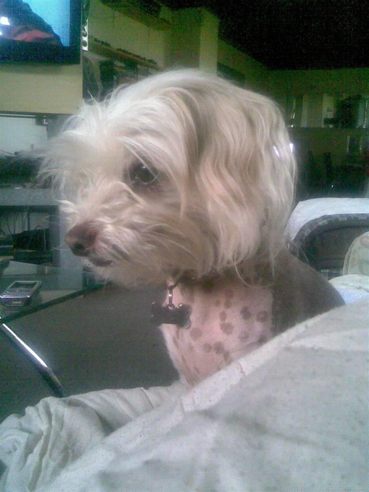 Chinese crested hårløs Viktor (R.I.P ): billede 10