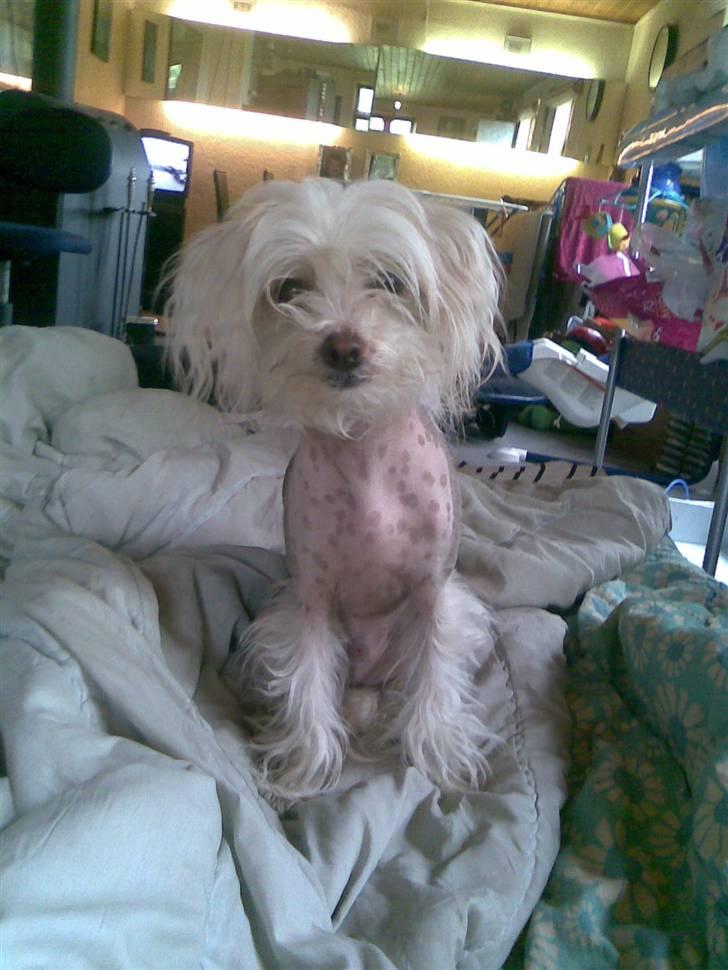 Chinese crested hårløs Viktor (R.I.P ): billede 11